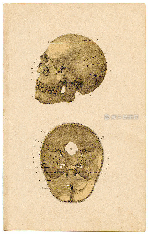人类头骨解剖学1894年