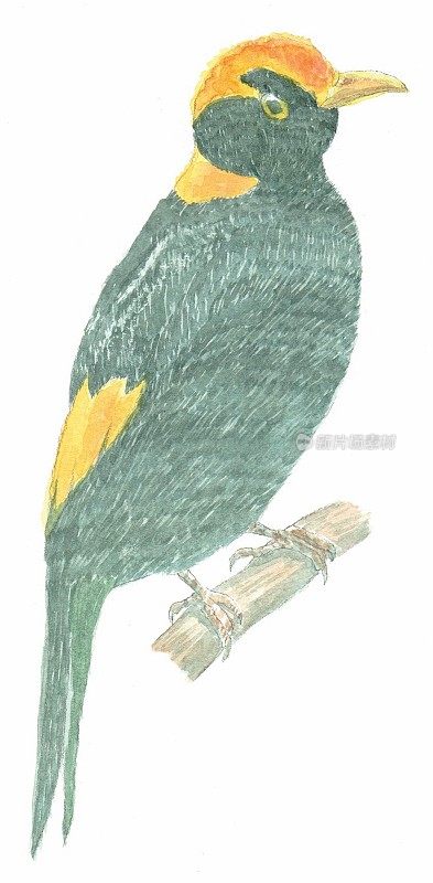 澳大利亚本土鸟类，摄政园丁鸟的绘画