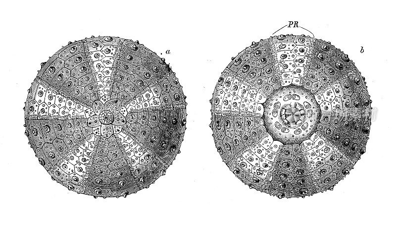 古代生物动物学图像:弓形虫