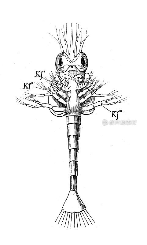 古代生物动物学图像:Crangoniden