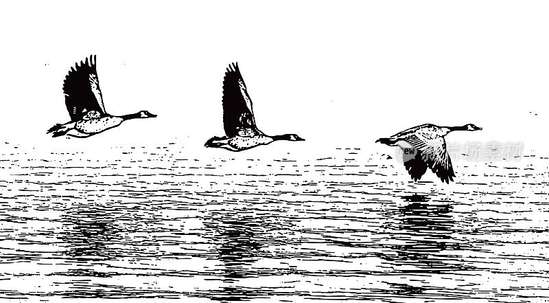 加拿大鹅从湖中起飞