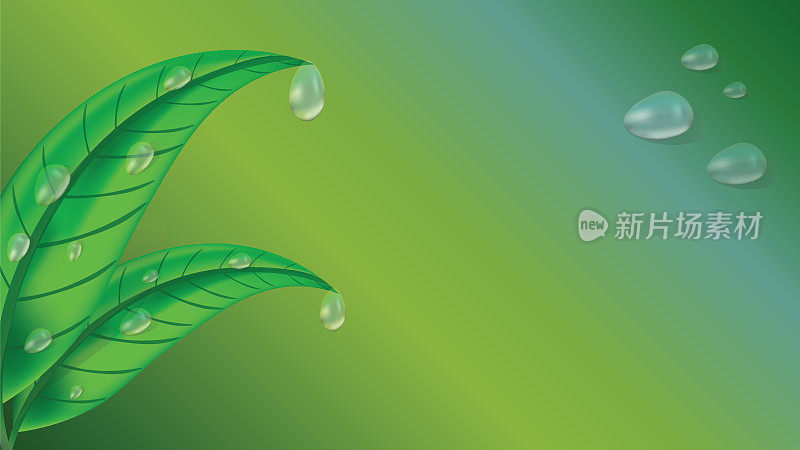 新鲜的绿叶茶，植物与水滴在三维现实风格隔离在绿色背景。一滴露水。