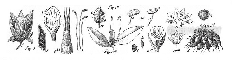 秋露珠，秋秋秋，Squill，单子叶百合目雕刻古董插图的代表，1851年出版