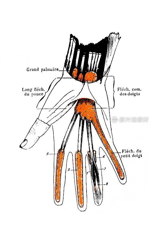 手腕，手掌和手指的滑膜鞘