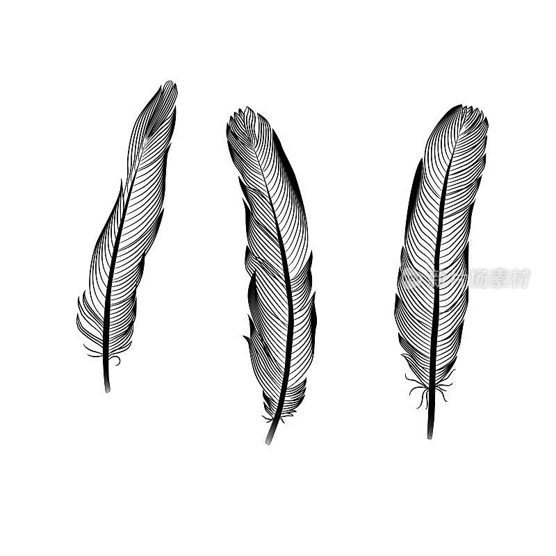 这组老鹰羽毛是用黑墨水在白底上画的。分离矢量元素用于激光切割，雕刻，印刷，模板。