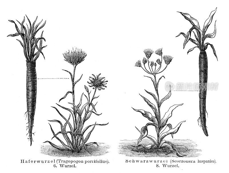 咸菜黑牡蛎植物插图1897