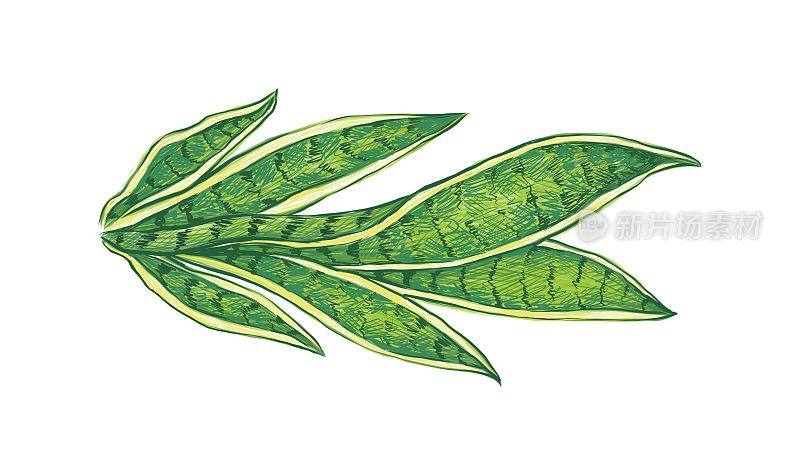 白色背景上的三河龙属植物插图