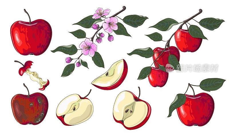 卡通风格的大一套红苹果。一棵苹果树的开花的树枝，一根苹果的树枝，几片苹果，一个烂苹果和苹果核都被画了出来
