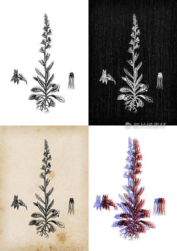 古代植物学插图:半边莲，石南半边莲，辛辣半边莲