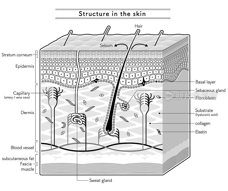 展示皮肤内部结构的插图。英语notation.monotone。