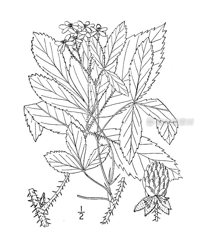 古植物学植物插图:黑莓、刚毛黑莓