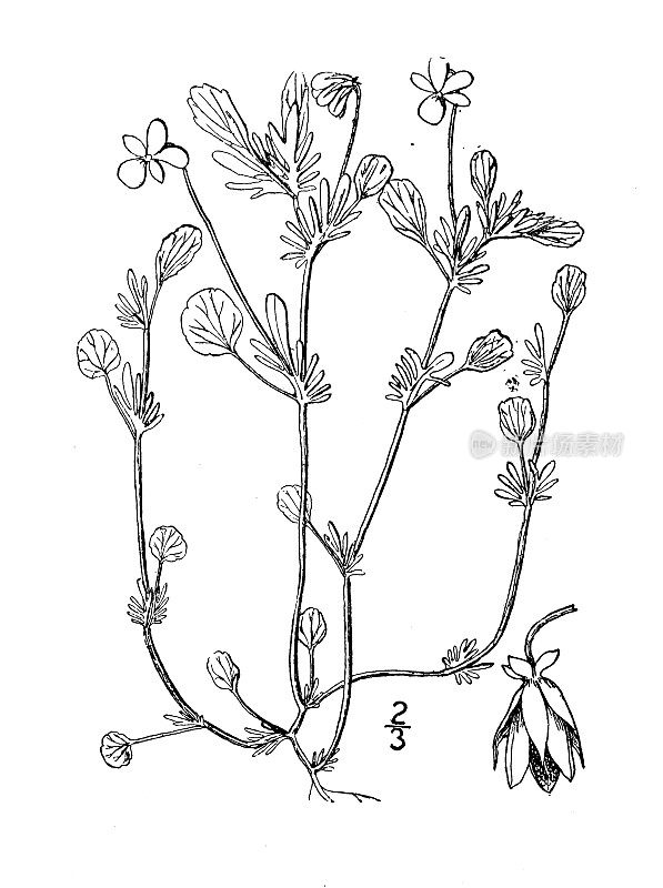 古植物学植物插图:堇菜、三色堇