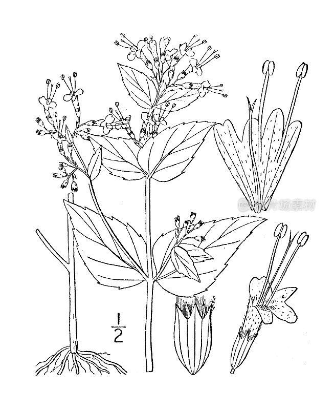 古植物学植物插图:库尼拉，薄荷石