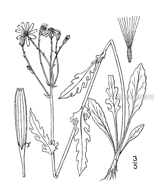 古植物学植物插图:塞内西奥香脂，香脂Groundsel
