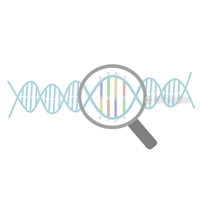 图为用放大镜观察双链DNA上的DNA序列的研究概念。