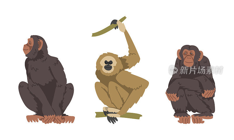 黑猩猩和长臂猿作为大猿种本地热带非洲向量集