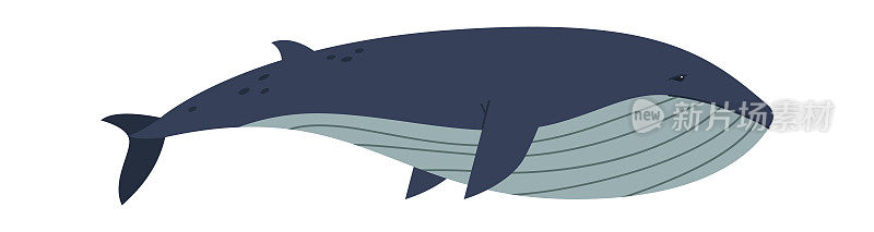 蓝鲸北极野生动物。矢量图