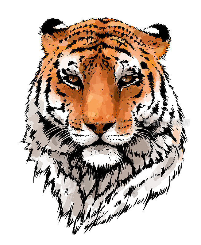 老虎肖像插图。野猫头细节图。威严的掠食者孟加拉艺术