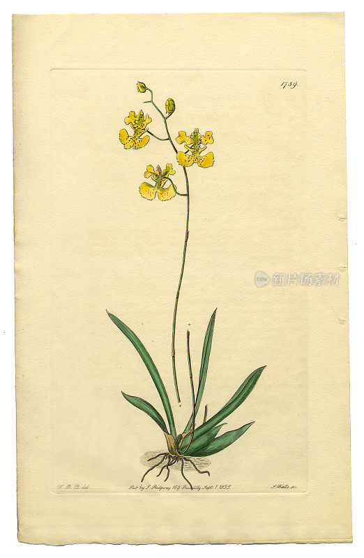 古董雕刻，金凤花，维多利亚植物插图，翁，柠檬翁，1835年