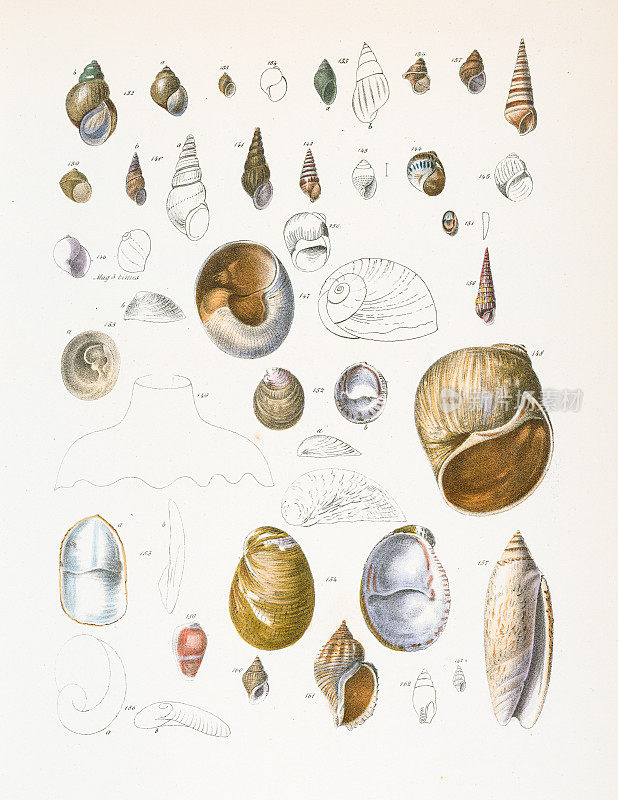 贻贝，蛤蜊，牡蛎，1843年