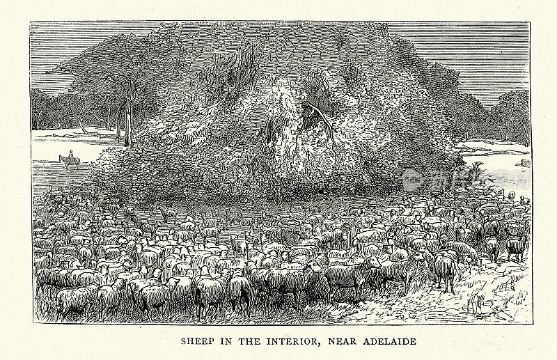 在南澳大利亚的素描，羊在内陆，阿德莱德附近，澳大利亚历史1870年代，19世纪