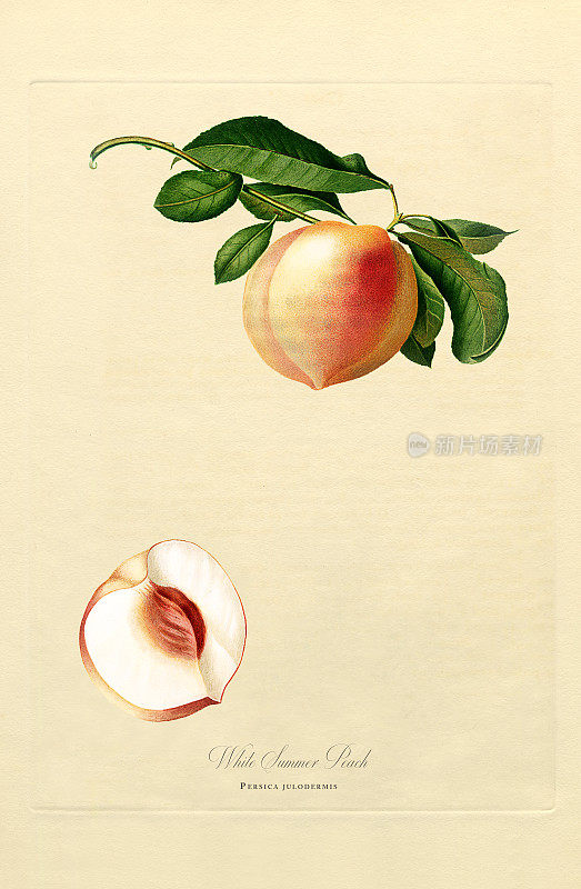 手工着色古董插图，桃子，植物插图，大约1817年