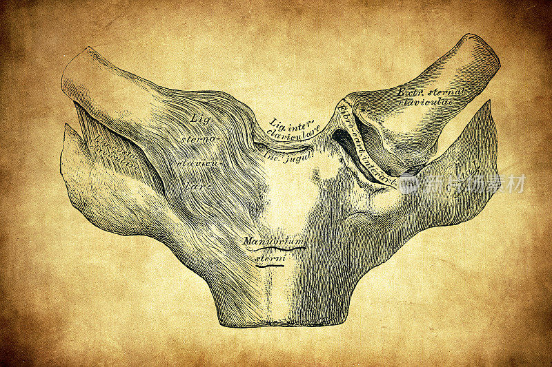 联合sternum-clavicle