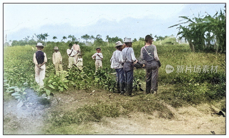 古色古香的黑白照片:古巴比那尔德里奥的烟草种植园