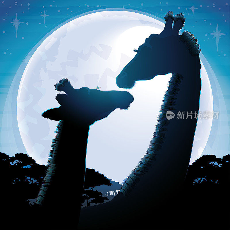 在蓝月亮的映衬下，两只长颈鹿在大草原上狩猎