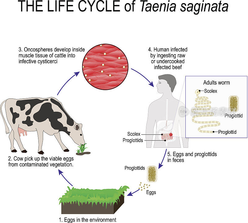 牛带绦虫或牛肉绦虫的生命周期