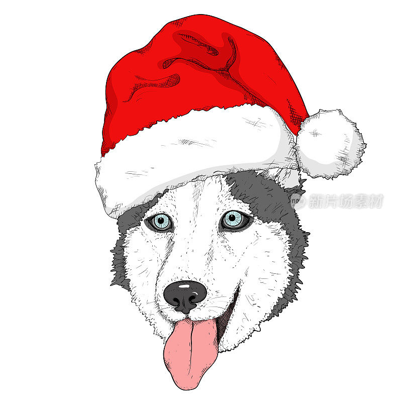 戴着红色圣诞老人帽子的哈士奇狗的素描。手绘枪口。家畜。可爱的狗与蓝色的眼睛和舌头出来为圣诞节和新年设计