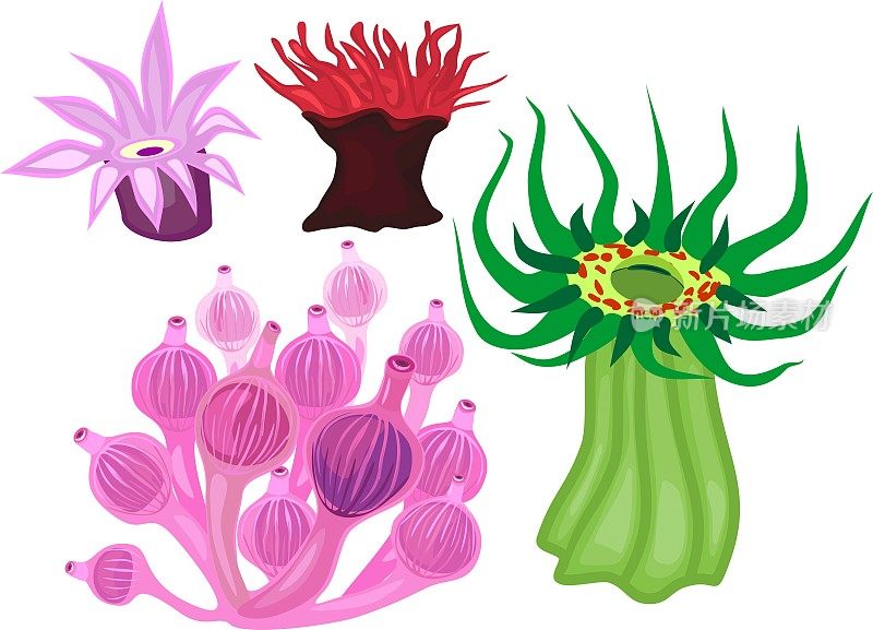 不同种类的海葵在白色的背景