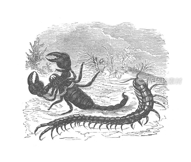 蝎子和千足虫，古董雕刻插图