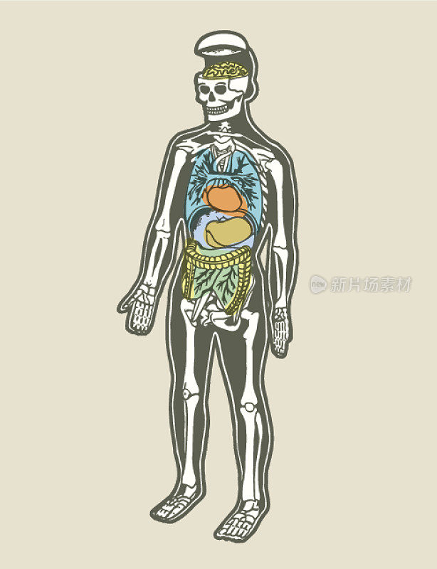 人体骨骼和器官