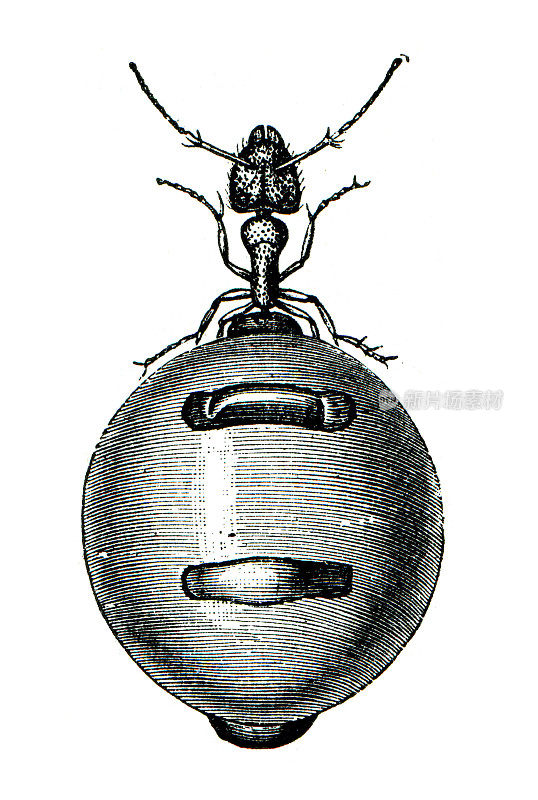 在白图上分离的蜜罐蚂蚁1898年