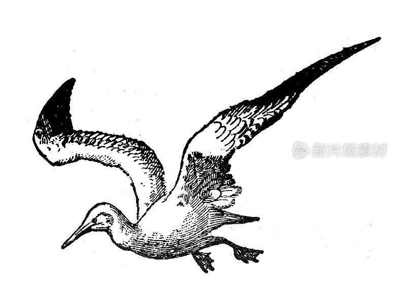 古董插图:白色塘鹅