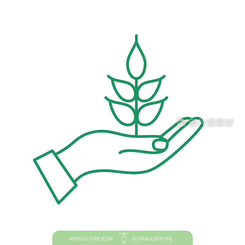 手握小麦苗木农业线图标在一个透明的背景