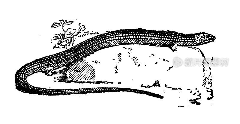 古董插图:Tetradactylus