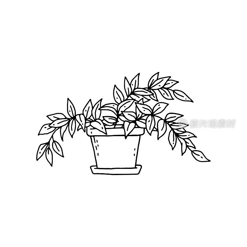 紫鸭跖草室内植物。室内盆栽植物矢量黑白轮廓涂鸦插图。