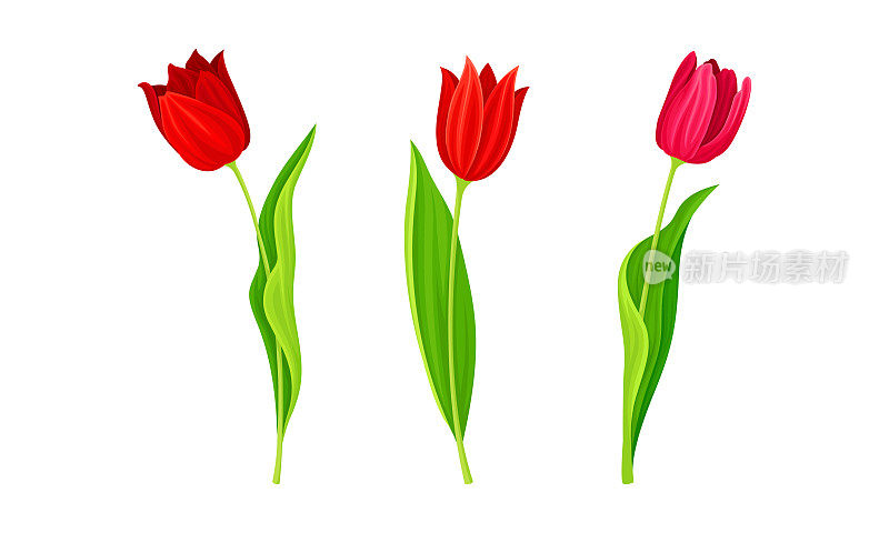 绿色茎向量集上大而艳丽花蕾的红色盛开郁金香花