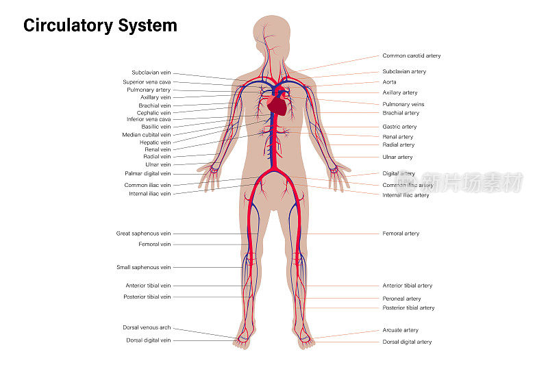 人体循环系统图，描述静脉和动脉。医学教育图表。