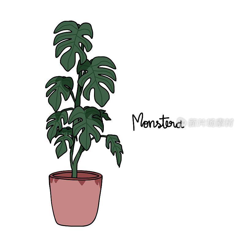 蒙特拉植物绘图矢量插图