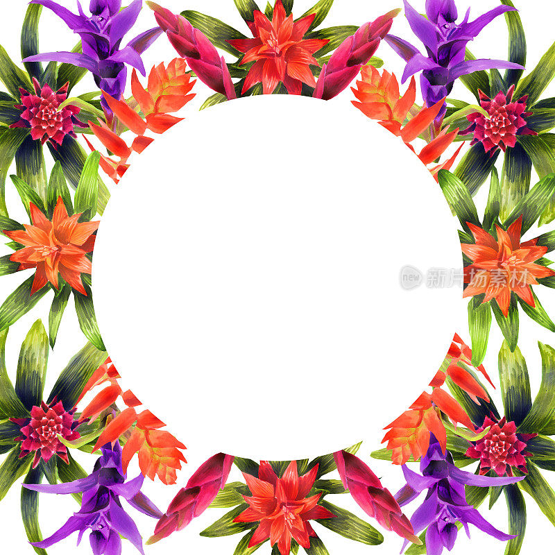 圆框与水彩手画凤梨科花和叶。春天或夏天鲜花邀请，婚礼或贺卡。凤梨属植物的植物学插图