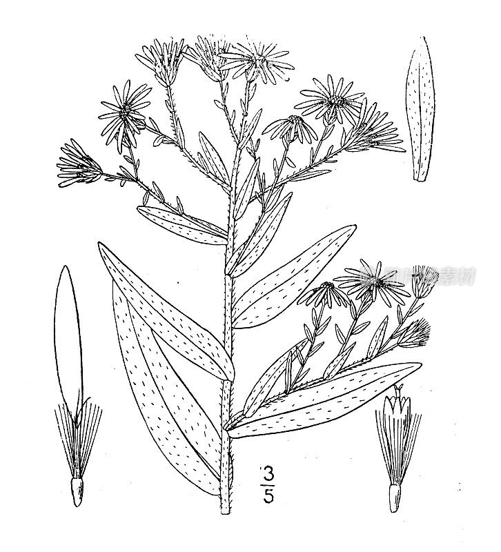 古植物学植物插图:长叶紫菀、芳香紫菀