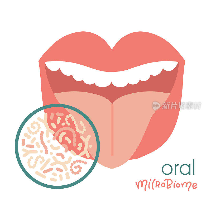 人体口腔微生物群分离概念。健康的益生菌在张开的口腔。牙齿和舌头菌群-乳酸菌，链球菌。平面手绘矢量插图。