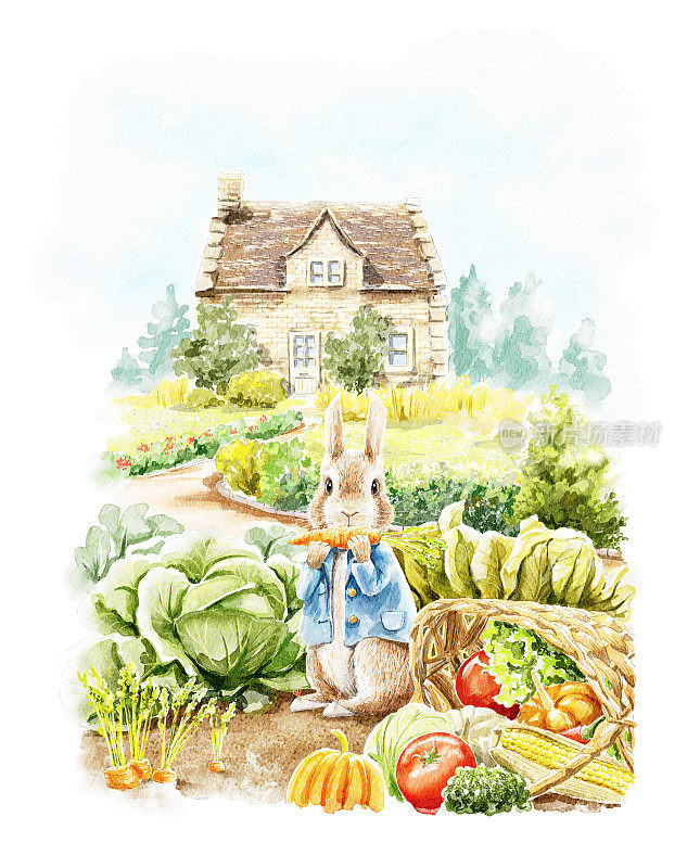 在房子附近的花园里，穿着蓝色夹克的水彩画兔子彼得坐在蔬菜中间吃胡萝卜