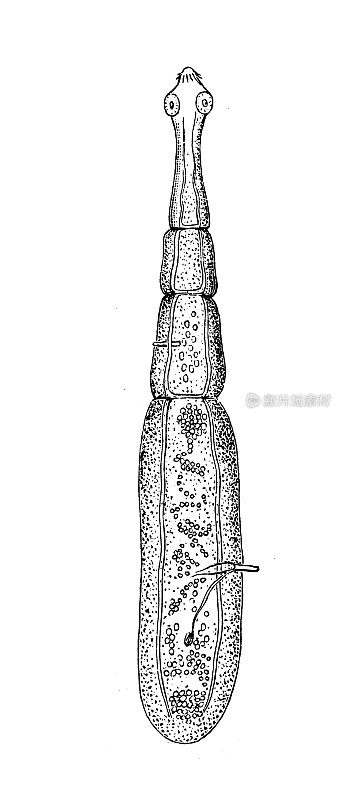 仿古生物动物图:带绦虫棘球绦虫