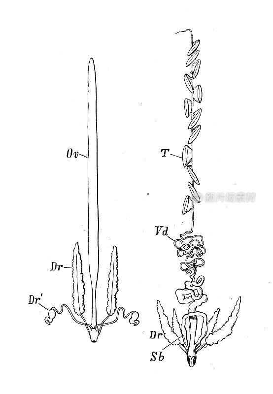 仿古生物动物学图像:扁平脊椎蜈蚣，生殖器官