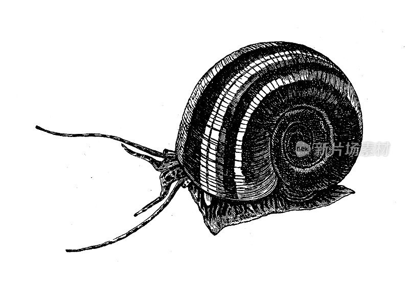 古董生物动物学图像:角壶腹