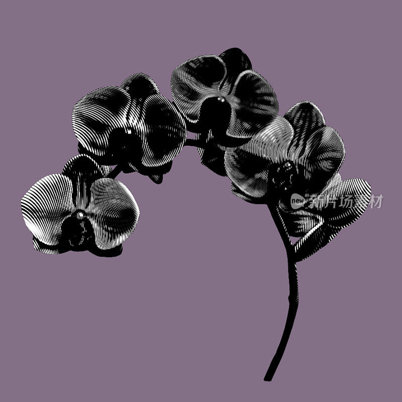 图形黑色兰花。蝴蝶兰是一种真实的热带花卉。孤立的插图